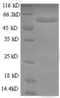 Recombinant Escherichia coli Type 1 fimbrin D-mannose specific adhesin (fimH) – Figure 1 of 1