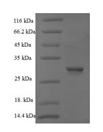 Recombinant Bacillus thuringiensis subsp. kurstaki Pesticidal crystal protein cry1Ab (cry1Ab), partial – Figure 1 of 1
