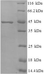 Recombinant Mycobacterium tuberculosis MPT51/MPB51 antigen (mpt51) – Figure 1 of 1