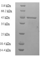 Recombinant Mycobacterium tuberculosis Enoyl-[acyl-carrier-protein] reductase [NADH] (inhA) – Figure 1 of 1