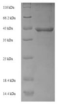 Recombinant Escherichia coli DNA repair protein recO (recO) – Figure 1 of 1