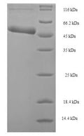 Recombinant Escherichia coli Holliday junction ATP-dependent DNA helicase RuvB (ruvB) – Figure 1 of 1