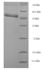 Recombinant Escherichia coli Holliday junction ATP-dependent DNA helicase RuvB (ruvB) – Figure 1 of 1