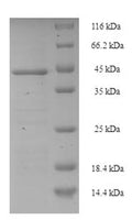 Recombinant Staphylococcus aureus Enterotoxin type C-1 (entC1) – Figure 1 of 1