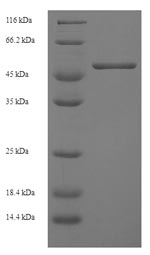 Recombinant Mouse H-2 class I histocompatibility antigen, D-D alpha chain (H2-D1), partial – Figure 1 of 1