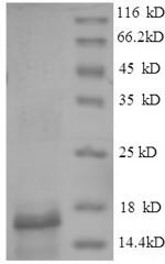 Recombinant Gadus morhua subsp. callarias Parvalbumin beta – Figure 1 of 1