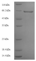 Recombinant Rabies virus Glycoprotein (G), partial – Figure 1 of 1