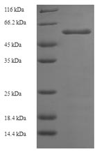 Recombinant Aspergillus niger Probable alpha-galactosidase B (aglB) – Figure 1 of 1