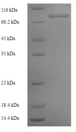 Recombinant Human Collagen alpha-6 (VI) chain (COL6A6), partial – Figure 1 of 1