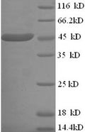 Recombinant Escherichia coli O9:H4 L-lactate dehydrogenase (lldD) – Figure 1 of 1