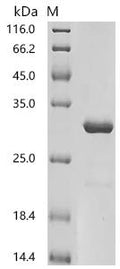 Recombinant Dog Lipocalin Can f 6.0101 – Figure 1 of 1