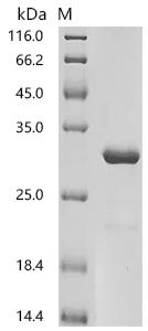 Recombinant Dog Lipocalin Can f 6.0101 – Figure 1 of 1
