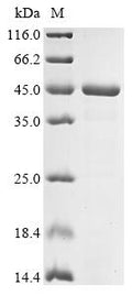 (Tris-Glycine gel) Discontinuous SDS-PAGE (reduced) with 5% enrichment gel and 15% separation gel.