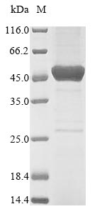 (Tris-Glycine gel) Discontinuous SDS-PAGE (reduced) with 5% enrichment gel and 15% separation gel.