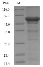 Recombinant Sorangium cellulosum Mannonate dehydratase (uxuA) – Figure 1 of 1