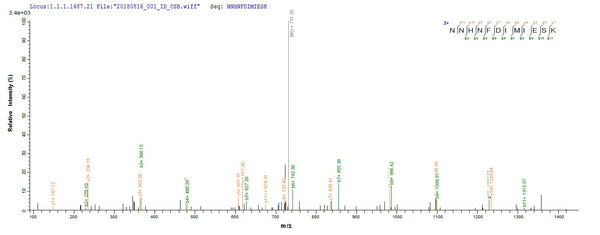 Based on the SEQUEST from database of E.coli host and target protein, the LC-MS/MS Analysis result of CSB-EP467668BQP could indicate that this peptide derived from E.coli-expressed Bacillus cereus (strain G9842) uvsE.
