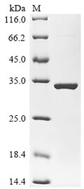 (Tris-Glycine gel) Discontinuous SDS-PAGE (reduced) with 5% enrichment gel and 15% separation gel.