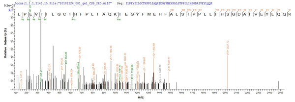 Based on the SEQUEST from database of E.coli host and target protein, the LC-MS/MS Analysis result of CSB-EP475624HUX could indicate that this peptide derived from E.coli-expressed Helicobacter pylori (strain G27) murI.