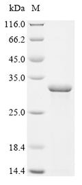 (Tris-Glycine gel) Discontinuous SDS-PAGE (reduced) with 5% enrichment gel and 15% separation gel.