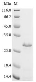Recombinant Mycobacterium tuberculosis Cell surface glycolipoprotein MPT83 (mpt83) – Figure 1 of 1
