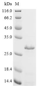 Recombinant Mycobacterium tuberculosis Cell surface glycolipoprotein MPT83 (mpt83) – Figure 1 of 1