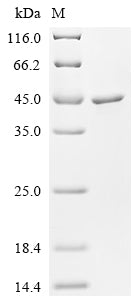 (Tris-Glycine gel) Discontinuous SDS-PAGE (reduced) with 5% enrichment gel and 15% separation gel.