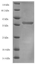 Recombinant Aeromonas hydrophila FKBP-type peptidyl-prolyl cis-trans isomerase FkpA (fkpA) – Figure 1 of 1