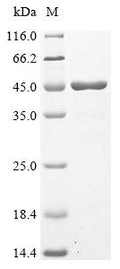 (Tris-Glycine gel) Discontinuous SDS-PAGE (reduced) with 5% enrichment gel and 15% separation gel.