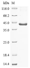 (Tris-Glycine gel) Discontinuous SDS-PAGE (reduced) with 5% enrichment gel and 15% separation gel.
