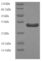 Recombinant Bacillus subtilis Probable flavodoxin-2 (ykuP) – Figure 1 of 1
