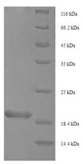 Recombinant Oxyopes takobius Oxyopinin-4a – Figure 1 of 1