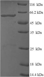 Recombinant Bacillus subtilis Glycine oxidase (thiO) – Figure 1 of 1