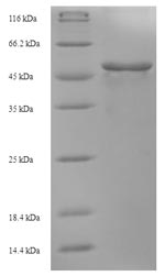 Recombinant Bacillus subtilis 3-oxoacyl-[acyl-carrier-protein] synthase 2 (fabF) – Figure 1 of 1