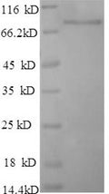 Recombinant Apis mellifera Major royal jelly protein 1 (MRJP1) – Figure 1 of 1