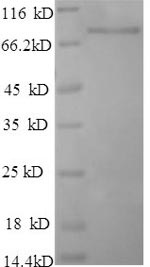 Recombinant Apis mellifera Major royal jelly protein 1 (MRJP1) – Figure 1 of 1