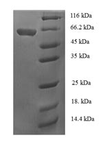 Recombinant Bacillus subtilis Alpha-galactosidase (melA) – Figure 1 of 1