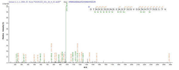 Based on the SEQUEST from database of E.coli host and target protein, the LC-MS/MS Analysis result of CSB-EP523645NGS could indicate that this peptide derived from E.coli-expressed Neosartorya fumigata (strain ATCC MYA-4609 / Af293 / CBS 101355 / FGSC A1100) (Aspergillus fumigatus) pep2.