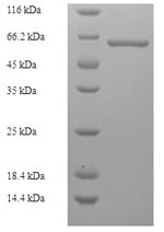 Recombinant Acetobacter pasteurianus Modification methylase ApaLI (apaLIM) – Figure 1 of 1