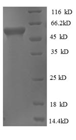 Recombinant Thermus thermophilus Glycerol kinase (glpK) – Figure 1 of 1