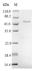 (Tris-Glycine gel) Discontinuous SDS-PAGE (reduced) with 5% enrichment gel and 15% separation gel.