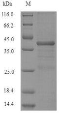 Recombinant Human Serine/arginine-rich splicing factor 10 (SRSF10) – Figure 1 of 1