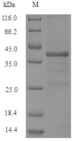 Recombinant Human Serine/arginine-rich splicing factor 10 (SRSF10) – Figure 1 of 1
