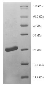 Recombinant Mouse Scrapie-responsive protein 1 (Scrg1) – Figure 1 of 1