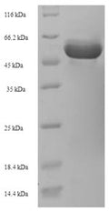 Recombinant Rhizobium meliloti UDP-glucuronate 5'-epimerase (lspL) – Figure 1 of 1