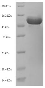 Recombinant Rhizobium meliloti UDP-glucuronate 5'-epimerase (lspL) – Figure 1 of 1