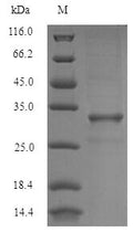 Recombinant Blomia tropicalis Mite allergen Blo t 5 (BLOT5) – Figure 1 of 1