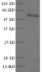Recombinant Bacillus thuringiensis subsp. Pesticidal crystal protein cry1Fb (cry1Fb), partial – Figure 1 of 1