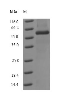 Recombinant Influenza A virus Nucleoprotein (NP) – Figure 1 of 1