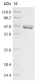 (Tris-Glycine gel) Discontinuous SDS-PAGE (reduced) with 5% enrichment gel and 15% separation gel.