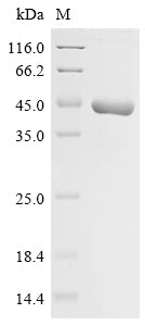 (Tris-Glycine gel) Discontinuous SDS-PAGE (reduced) with 5% enrichment gel and 15% separation gel.